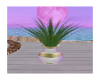 Potted Palm