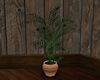 'Tavern Potted Plant
