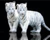 white tiger cubs picture