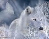white wolf wedding kiss