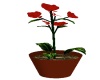 Red Flowers with pot