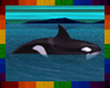 Orca Whale+Poses+Sounds