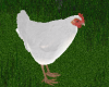 TF* White Hen Animated