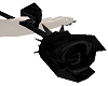 Dark Black velvet Rose