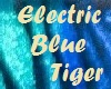 Electric Blue Tiger