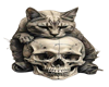 kitten skull