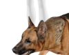 Matth Shepherd Dog