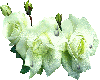 White Rose A