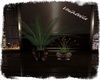 V. Duo Plants