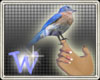 *W* Handheld Bluebird
