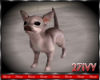 IV.Chihuahua Cutie