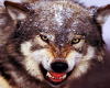 ANGRY WOLF