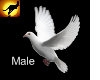 Peace Dove - Male
