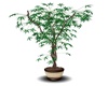 Tree Planter