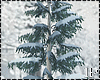 Winter Snowy Pine Tree