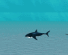tiburon shark