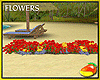 Geraniums & Cosmos