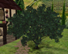 Add Tree