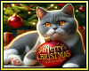 🎄 Christmas Cat BG