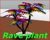 Rave plant
