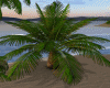 Animated Palm