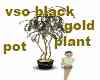 VSC black gold pot plant