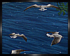 ß Sea Gulls