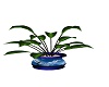 trpical blue plant