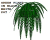 GREEN PLANT IN BLK/WHIT