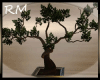 [RM] Zen bonsai