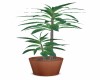 POTTED  LEAFY PLANT  2