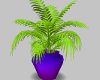 Purple Potted Cafe Plant