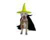 HALLOWEEN DOG BOX