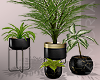 Lux Plant Set 2