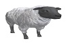 white wool sheep
