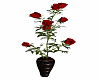 *wc* my   red  roses