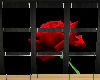[Ari]Red Red Rose