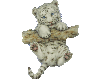 baby white tiger