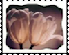 Tulips4 Biggies Stamp