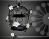 [PLM] Bird cage rose