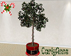 Christmas Tree Plant