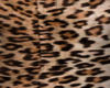 Cheetah Pants Male