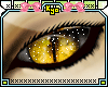 |KYO|Golden Dragon Eyes