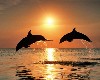 R&B Dolphins at Sunset