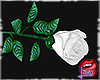 [LD]Single Rose♣W