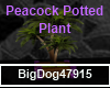 [BD] Peacock PottedPlant