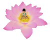 Lotus pink meditate