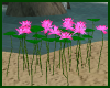 !F 12 Lotus Flowers