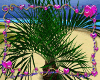 Palm Tree Dracaena