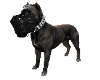 CANE CORSO 1